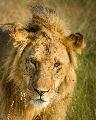 Lion at Maasai Mara National Reserve in Kenya | Maasai Mara National Reserve in Kenya