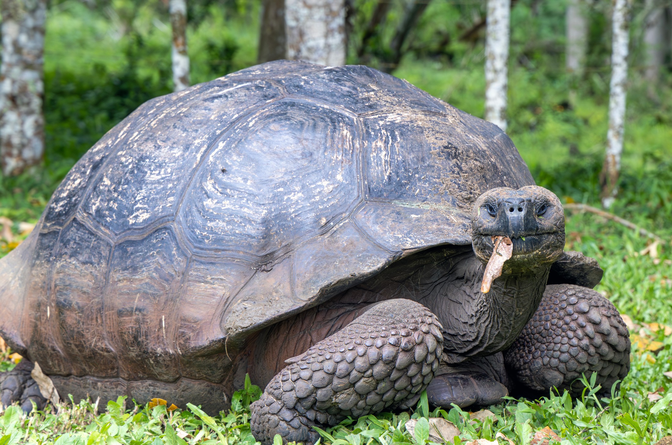 Galapagos Turtle:  Galápagos Islands - 2023 | Galapagos Islands in Ecuador