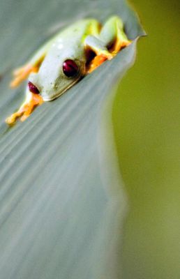 Red-eyed tree frog photographed in the jungle of Costa Rica. Cute little amphibian animal.  | Manuel Antonio National Park in Costa Rica