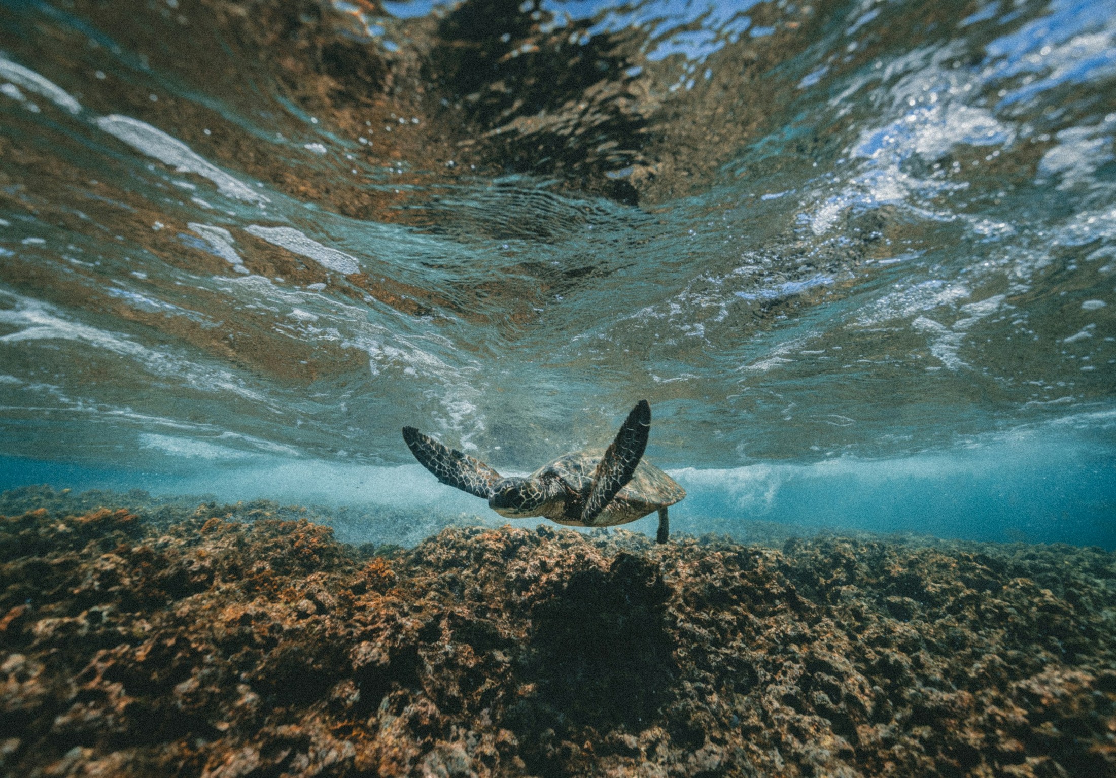 Turtle On The Move | Kauai in United States