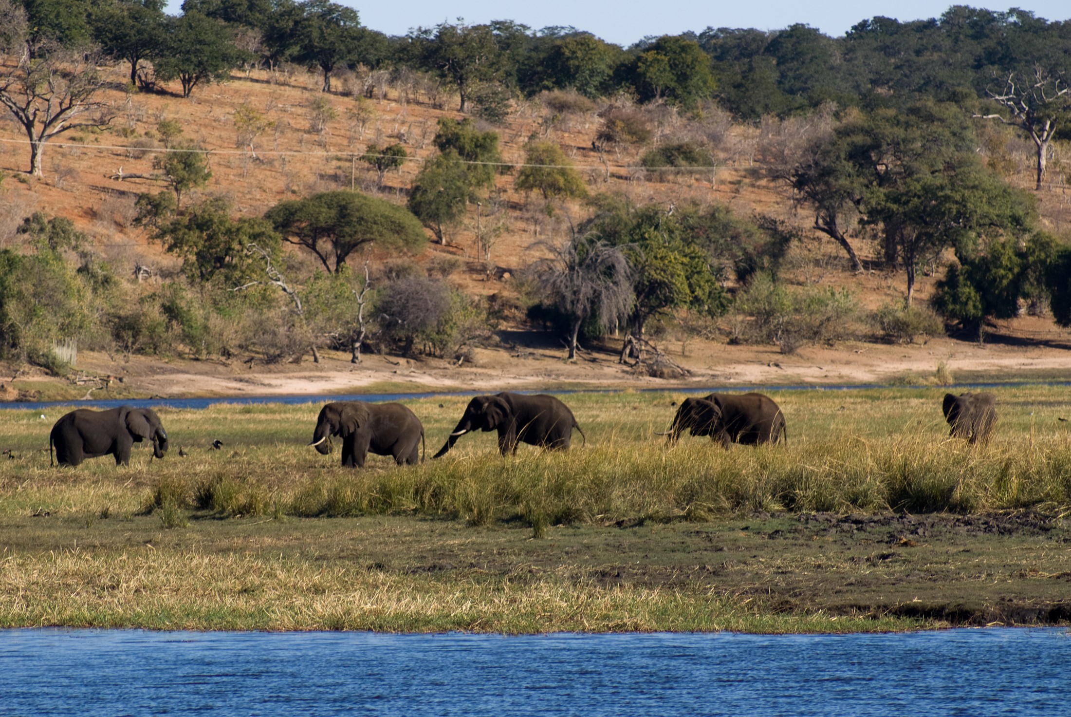 Chobe National Park (31 of 74) | Chobe National Park in Botswana