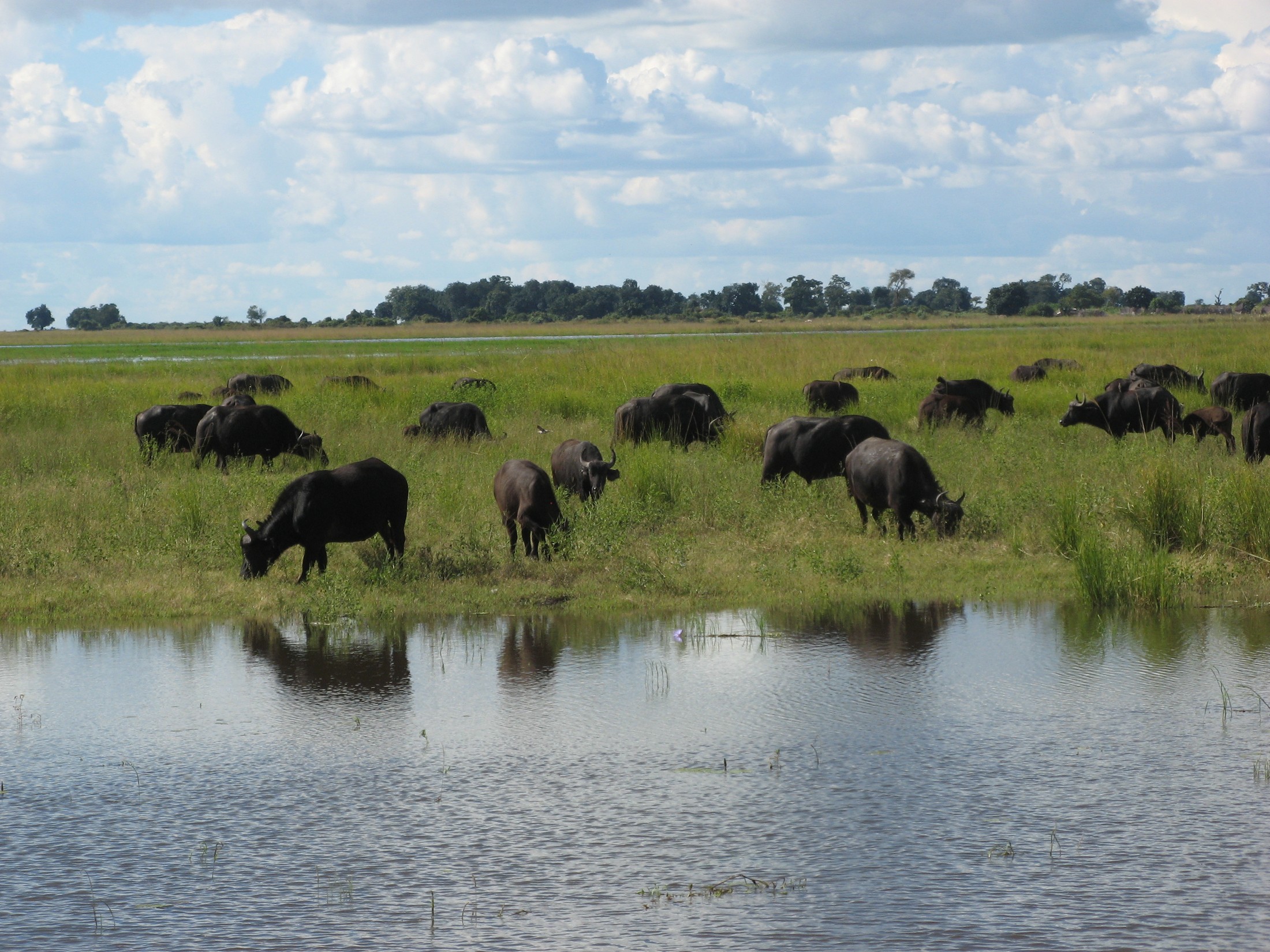 African buffalos in Chobe national park, Botswana | Chobe National Park in Botswana