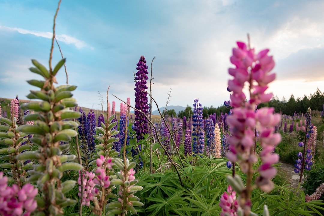 Image of Lake Tekapo in New Zealand