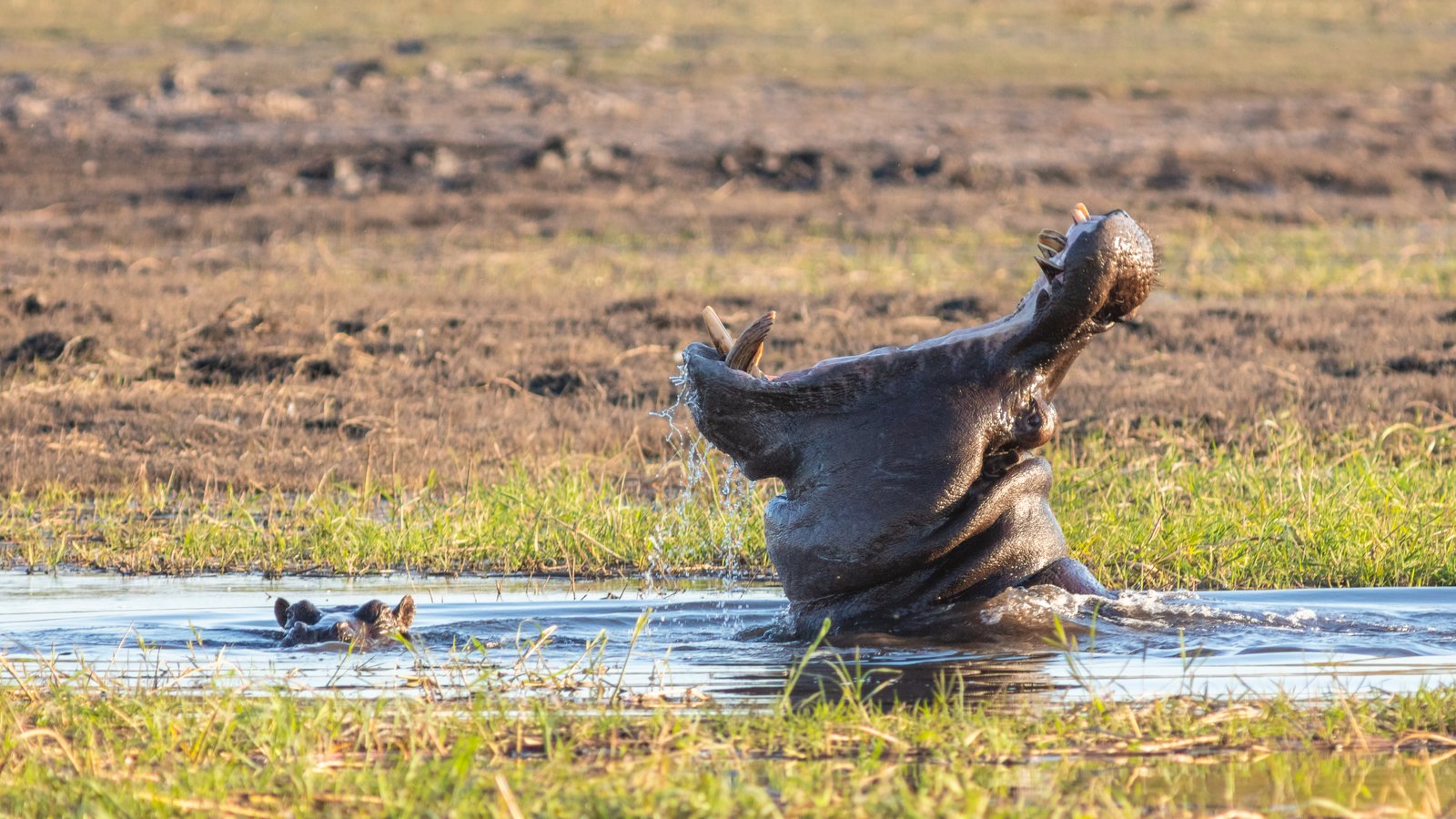 Hippos (Hippopotamus amphibius), Chobe National Park, Botswana. | Chobe National Park in Botswana
