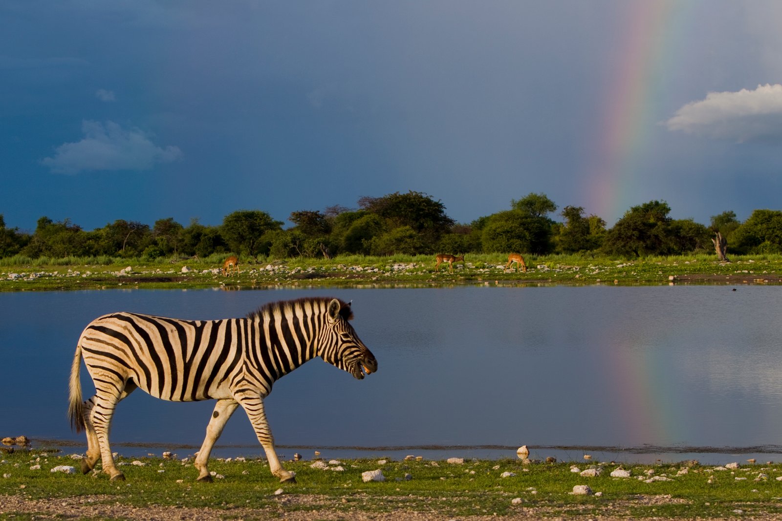 Plains zebra walking at Klein Namutoni with a storm and rainbow in the background, Etosha National Park. | Etosha National Park in Namibia