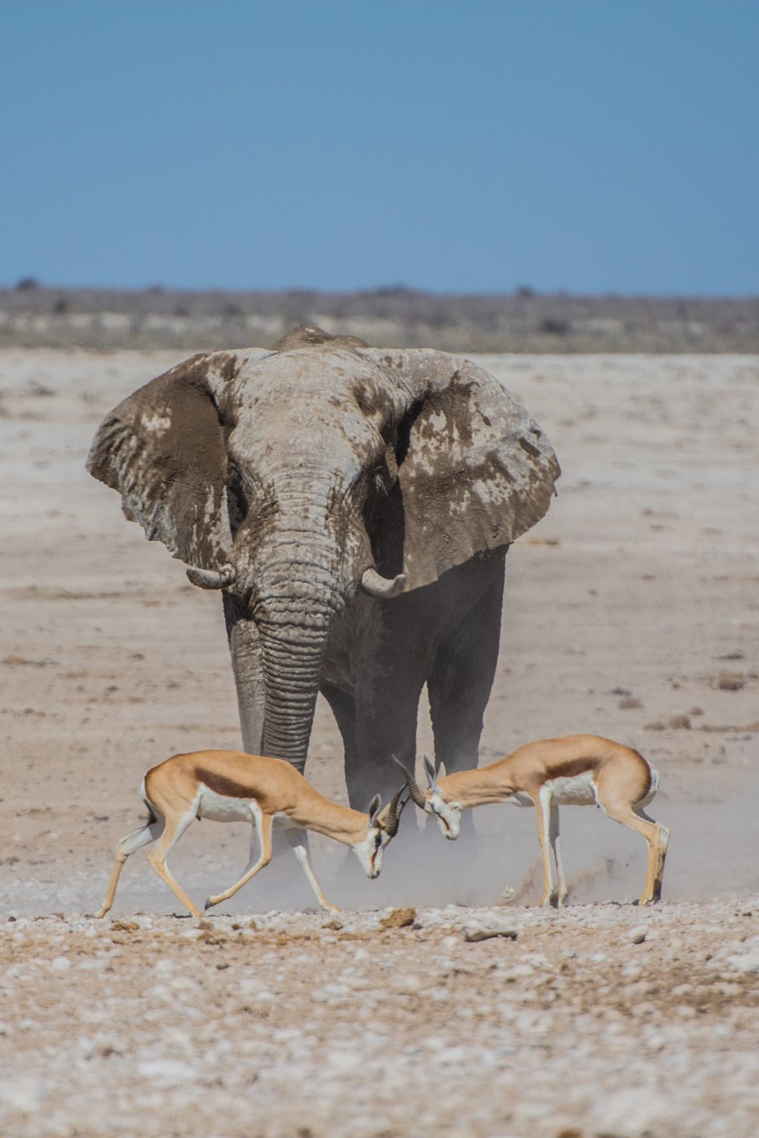 Animal Face Off | Etosha National Park in Namibia