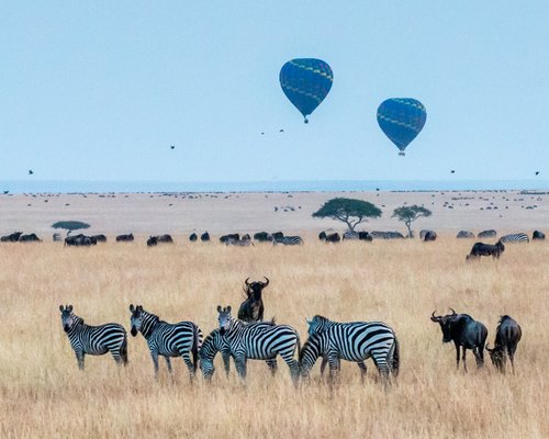 Early morning hot air ballooning over Maasai Mara. | Maasai Mara National Reserve in Kenya