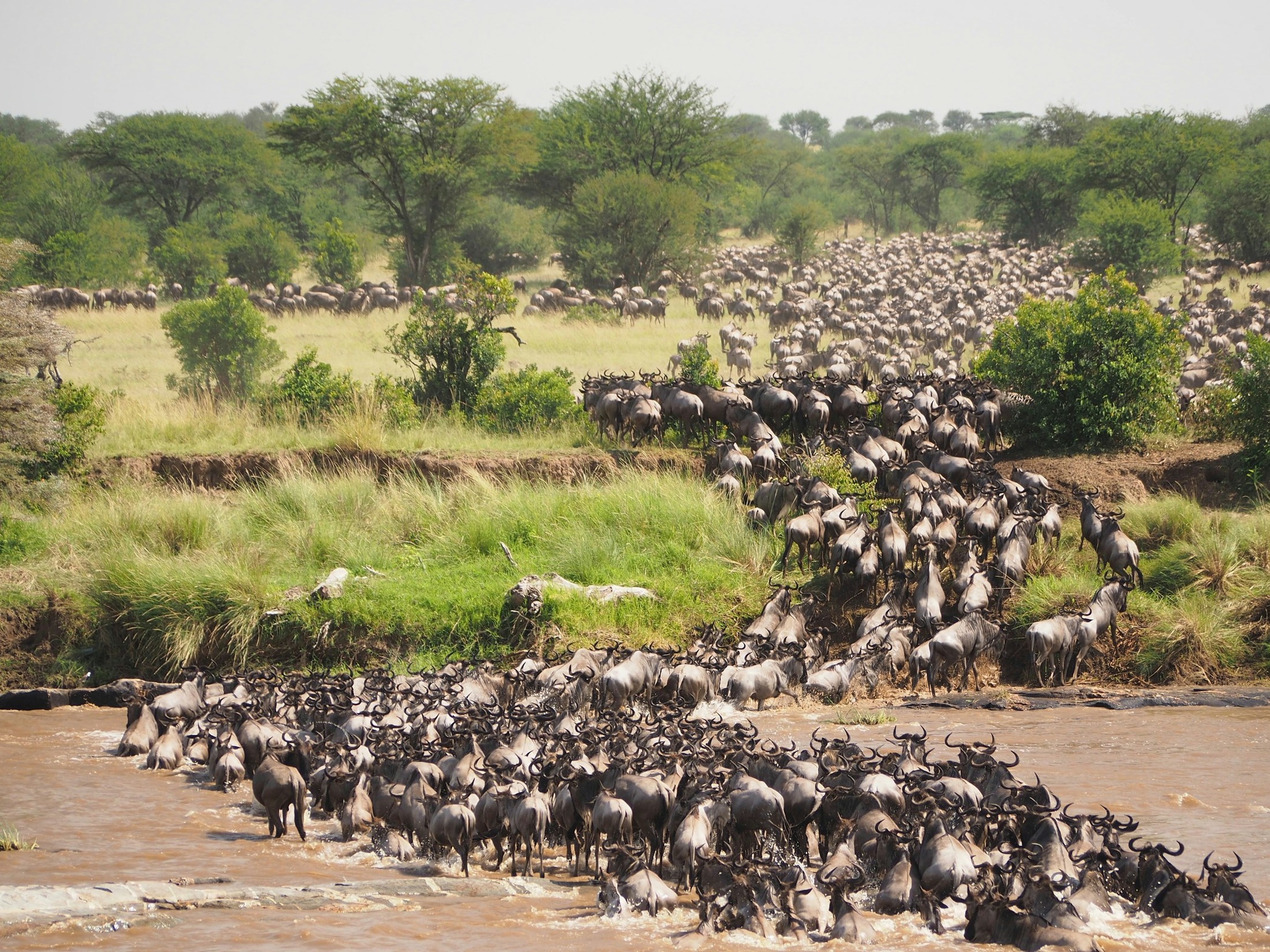Great wildebeest migration crossing Mara river at Serengeti National Park - Tanzania | Maasai Mara National Reserve in Kenya