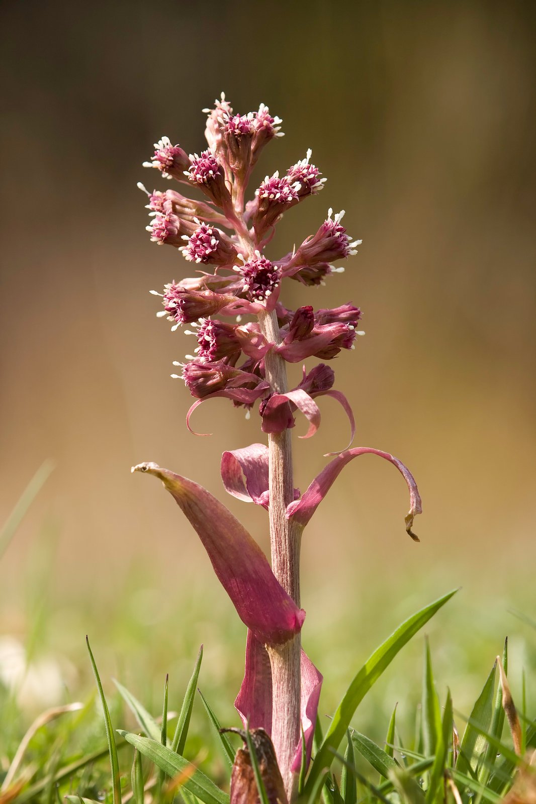 Common Butterbur (Petasites hybridus) is a herbaceous perennial plant in the family Asteraceae, native to Europe and northern Asia | Plitvice Lakes National Park in Croatia