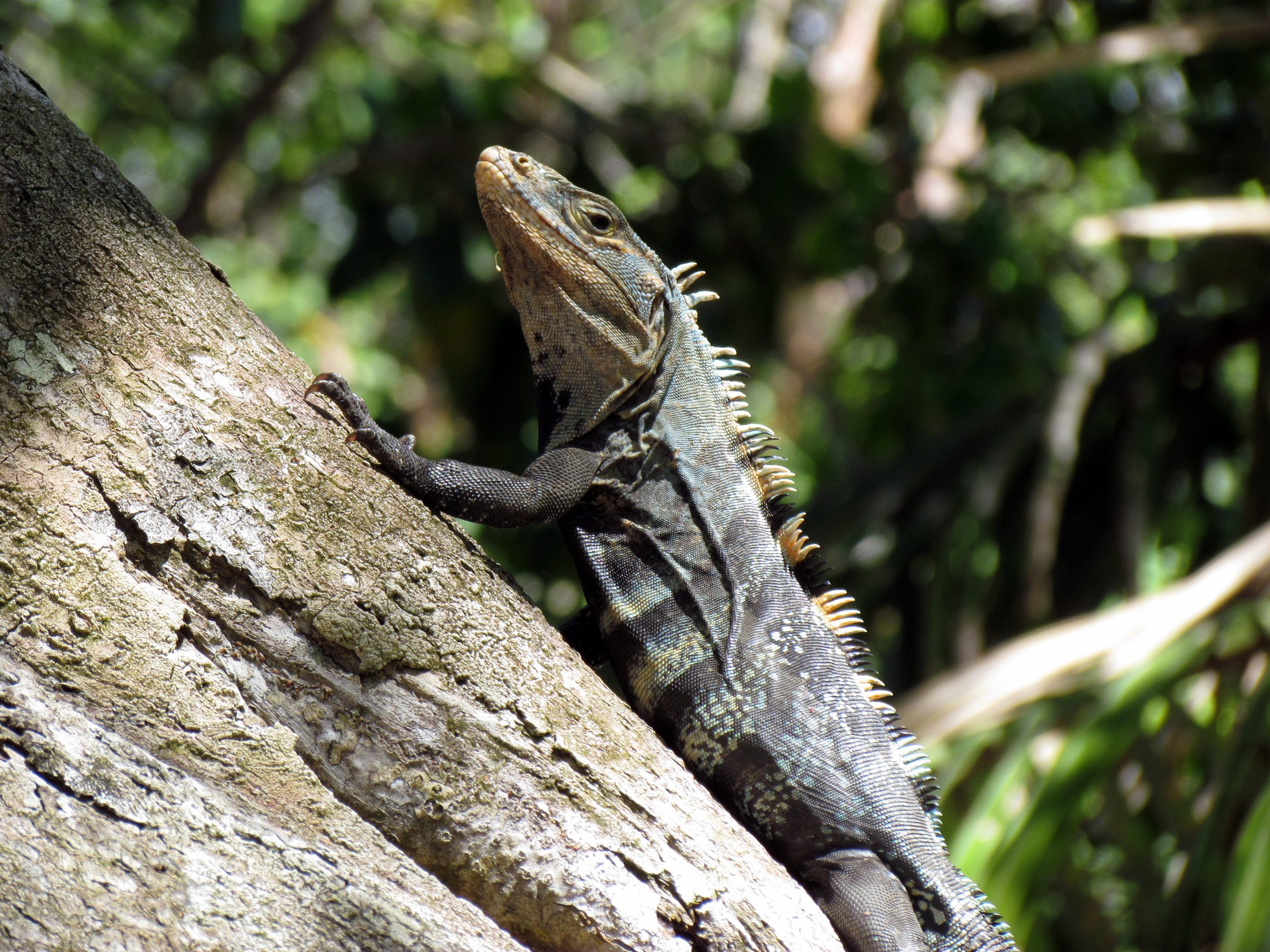Manuel Antonio National Park - Parque Nacional Manuel Antonio - Costa Rica | Manuel Antonio National Park in Costa Rica