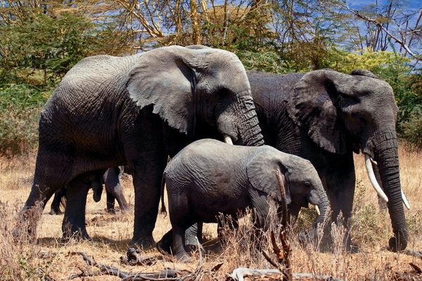 Image of Serengeti National Park in Tanzania