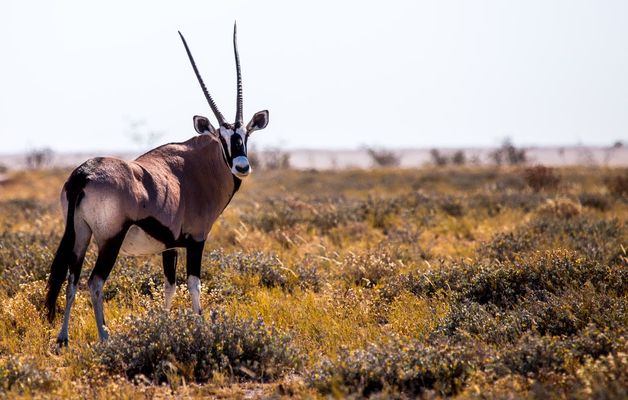 Image of Etosha National Park in Namibia