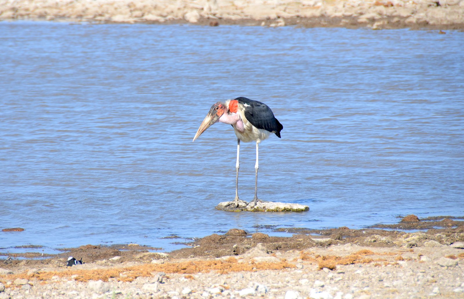 Marabou stork at Etosha National Park in Namibia | Etosha National Park in Namibia