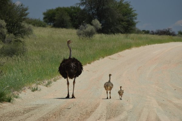 Image of Kgalagadi Transfrontier Park in Botswana