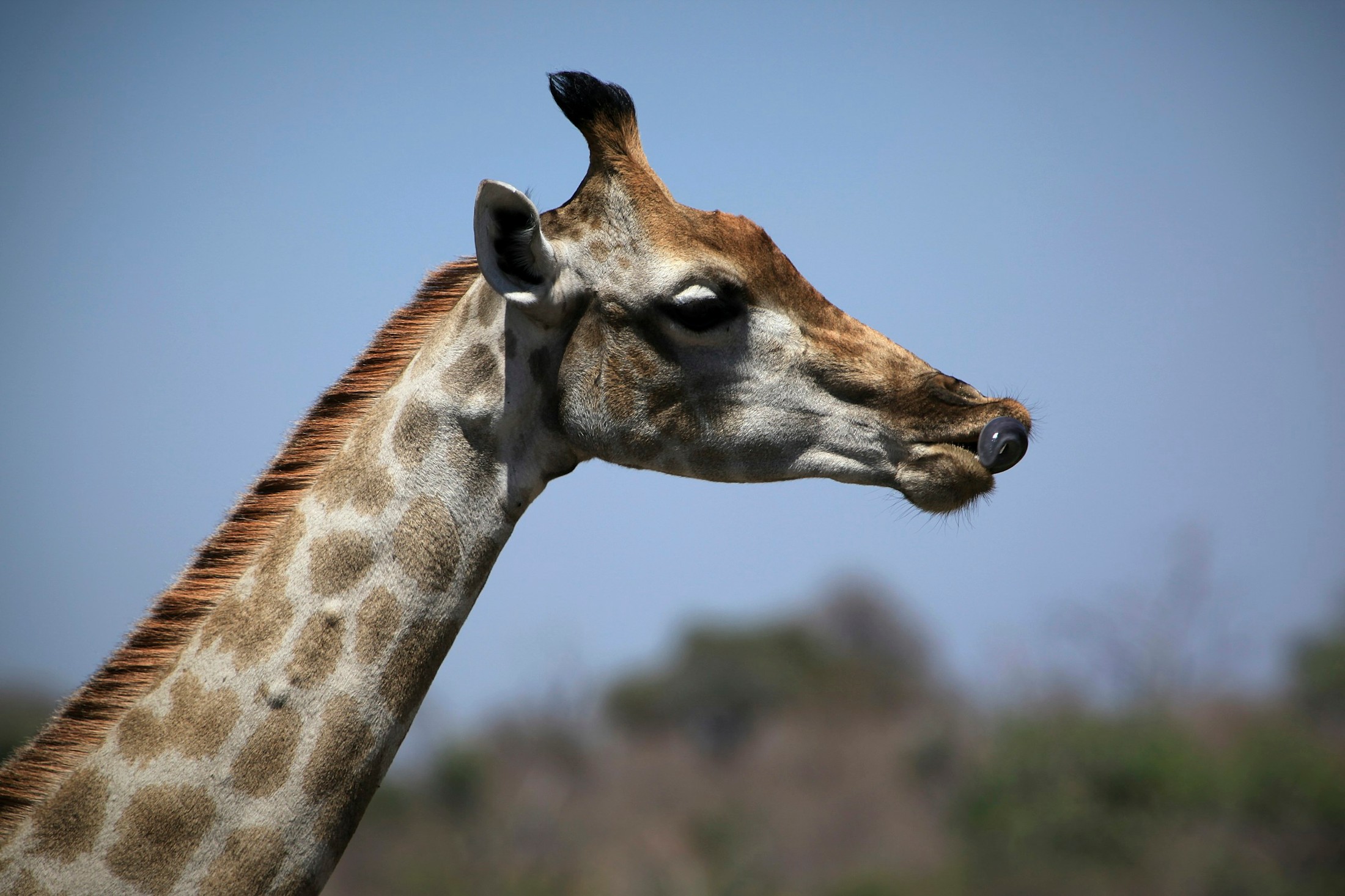 Chobe National Park, Botswana, Giraffe | Chobe National Park in Botswana