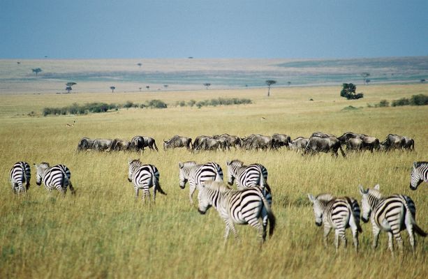 Image of Maasai Mara National Reserve in Kenya