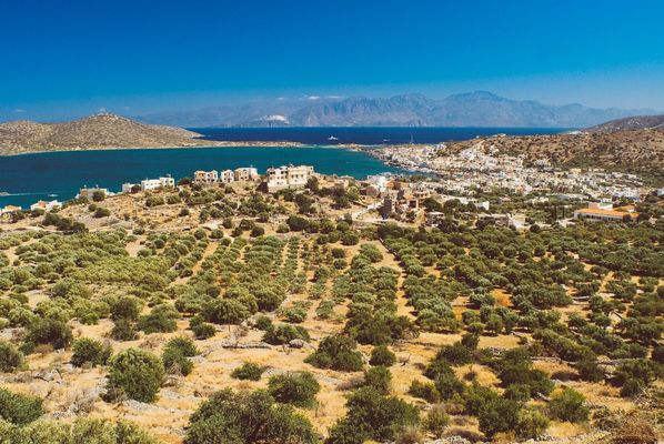 Landscape with olive groves and the sea. | Crete in Greece