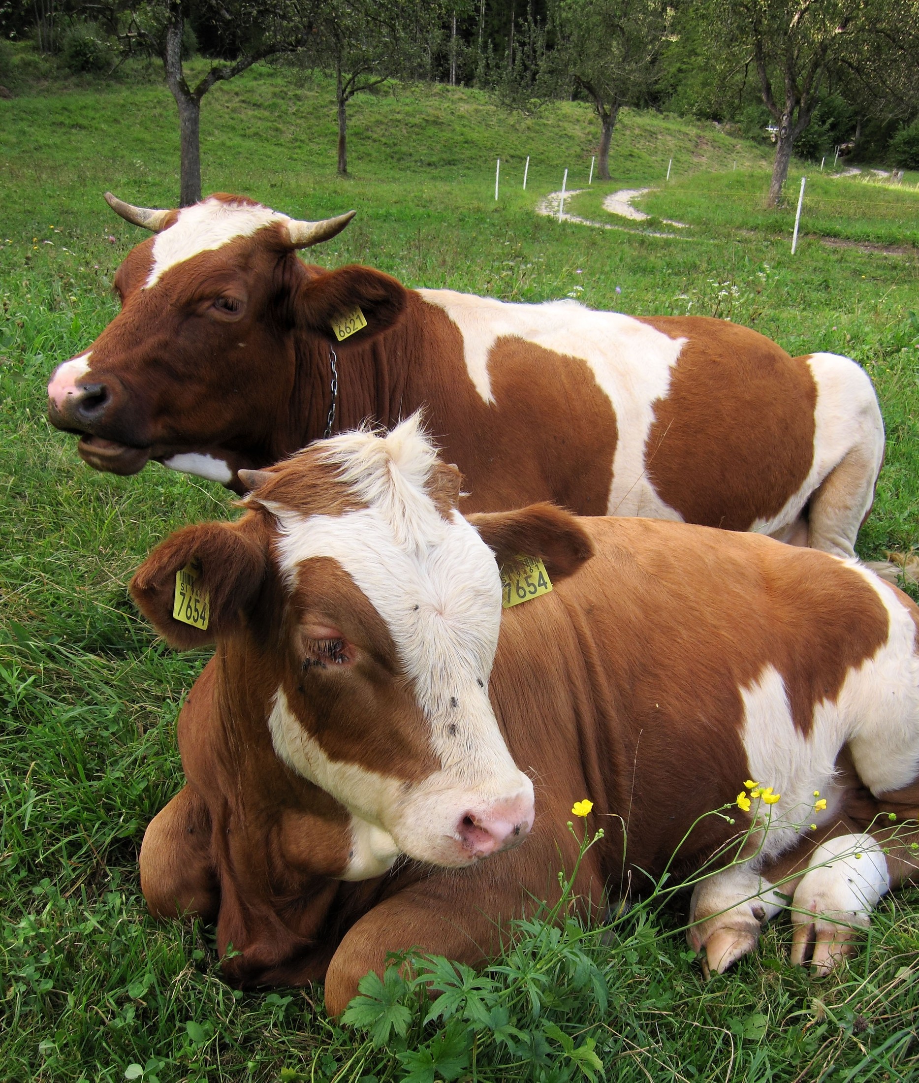 Cows | Bohinjska Bistrica in Slovenia