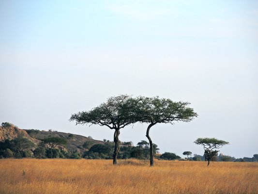 Tanzania (Serengeti National Park) Twin Flat-Top Acacia trees | Serengeti National Park in Tanzania