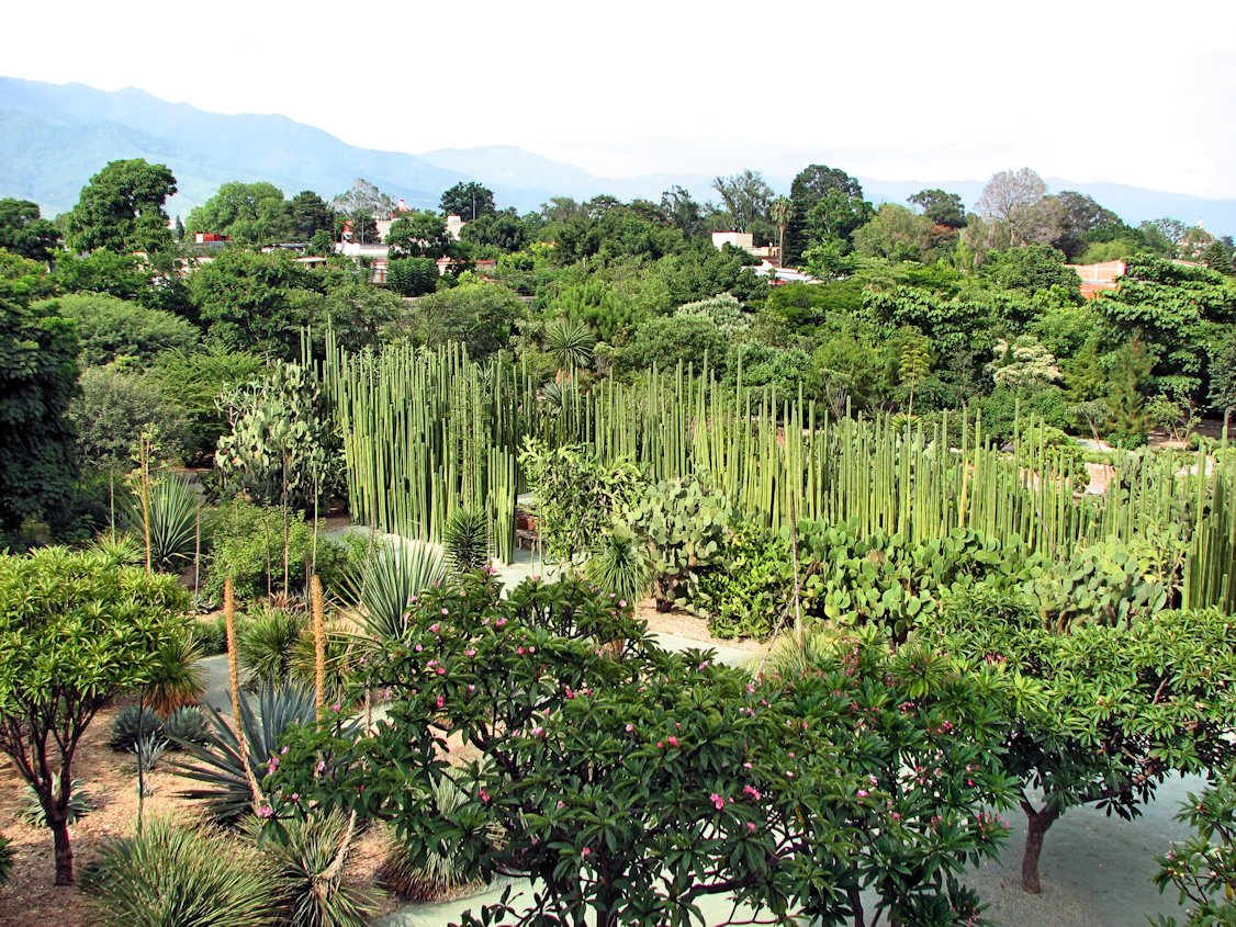 The Ethnobotanical Garden surrounding the Templo de Santo Domingo de Guzmán in Oaxaca, Mexico | Oaxaca in Mexico
