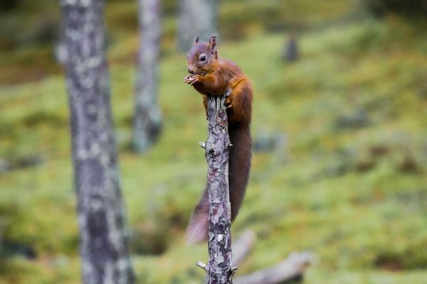Cairngorms National Park