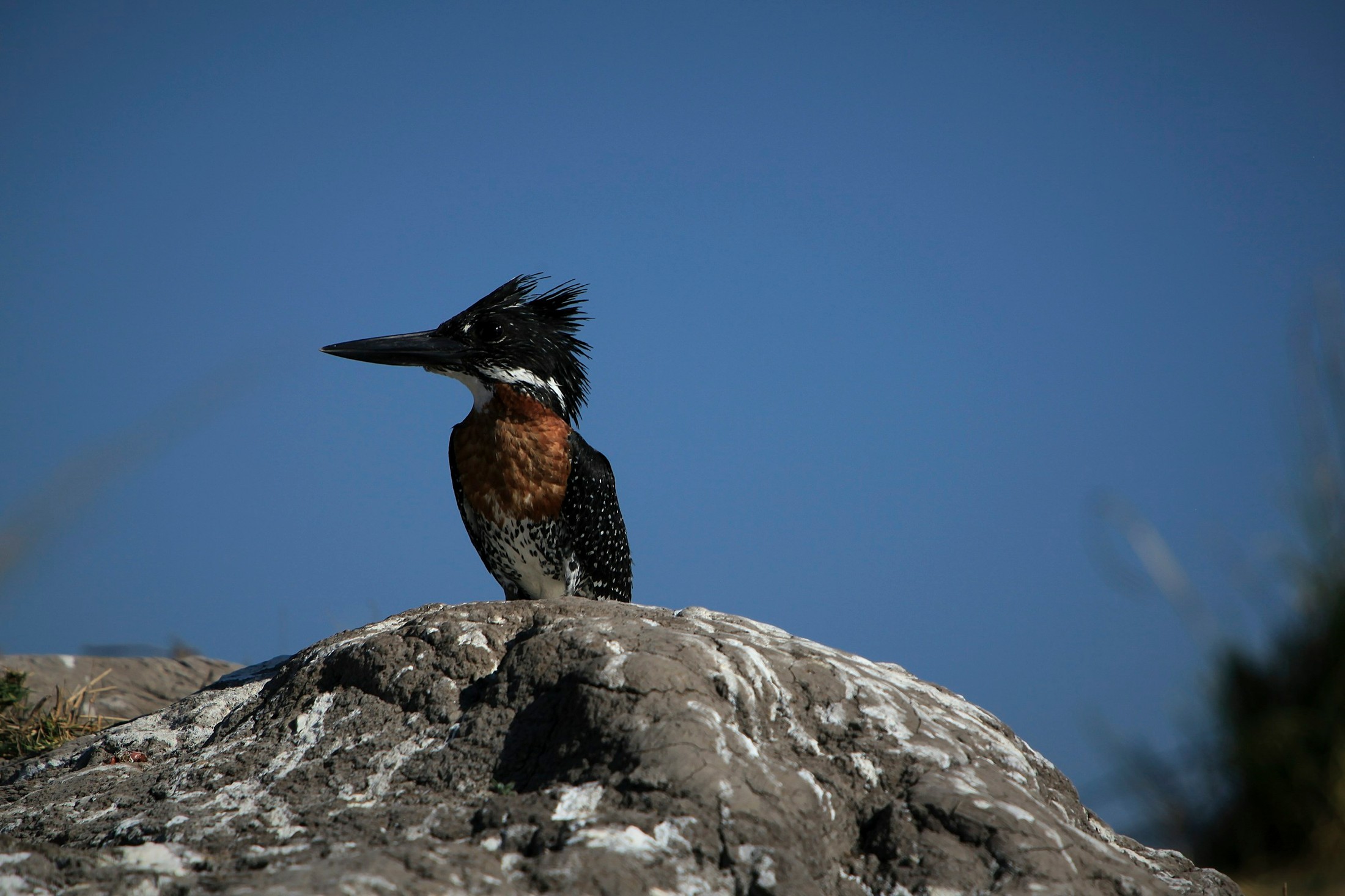 Chobe National Park, Botswana. Kingfisher | Chobe National Park in Botswana