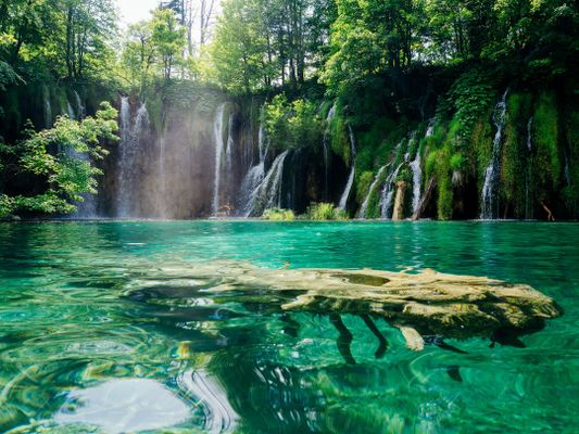 old tree underwater in Croatia | Plitvice Lakes National Park in Croatia