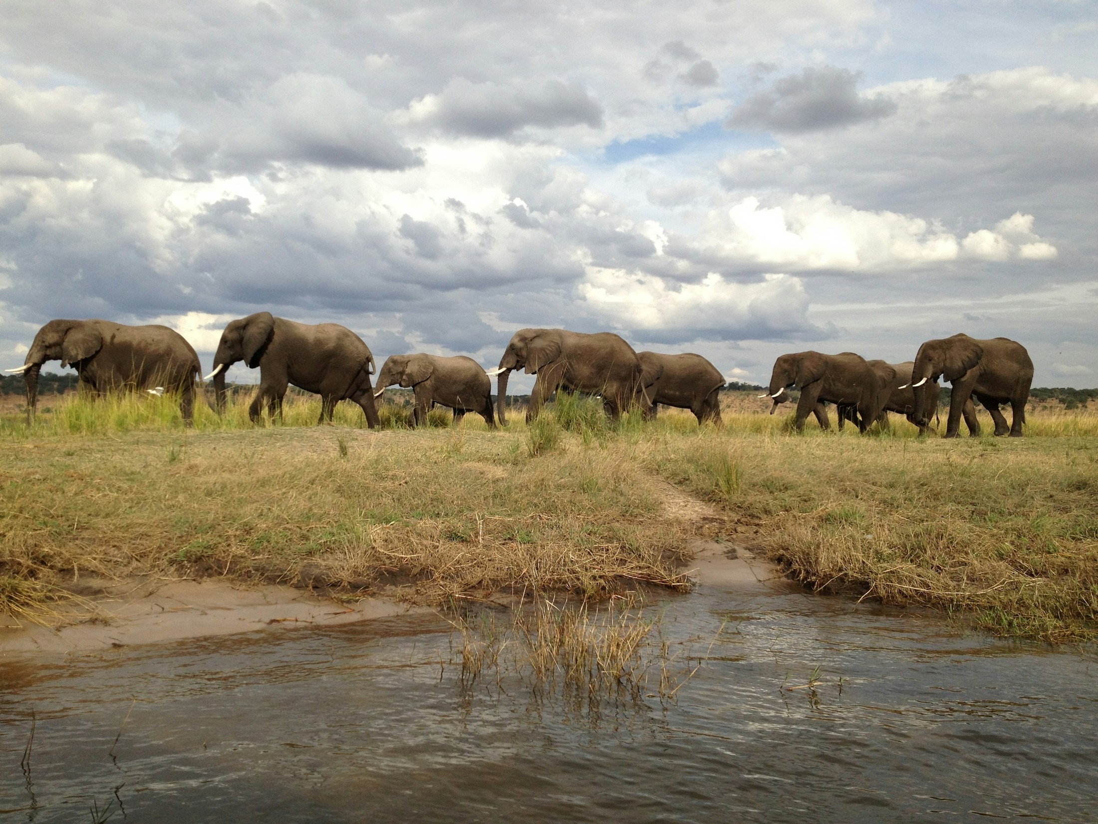 If you want to go fast, go alone. If you want to go far, go together.
-African Proverb | Chobe National Park in Botswana