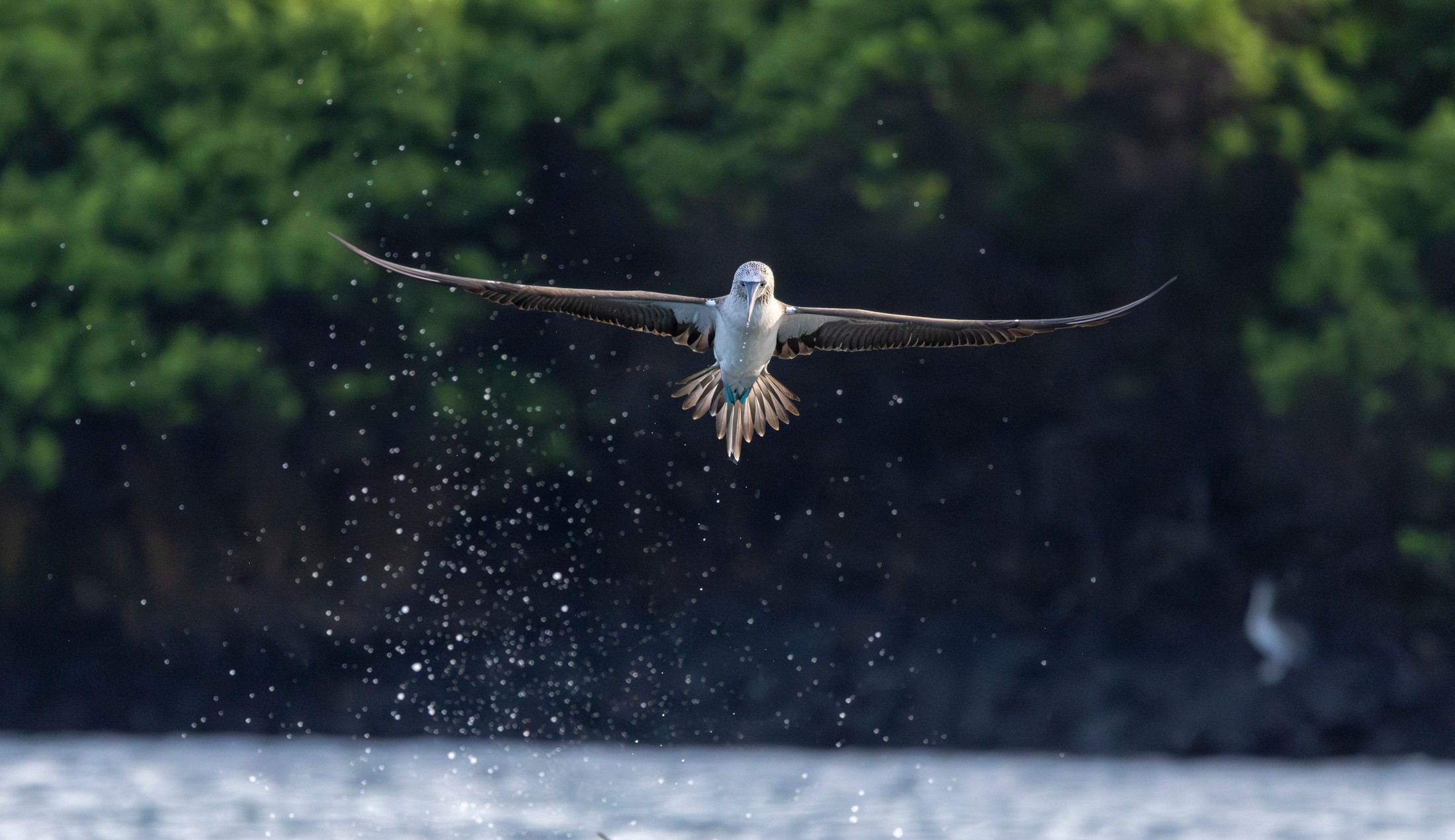 Blue-footed booby:  Galápagos Islands | Galapagos Islands in Ecuador