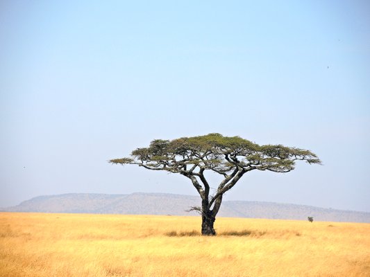 Image of Serengeti National Park in Tanzania
