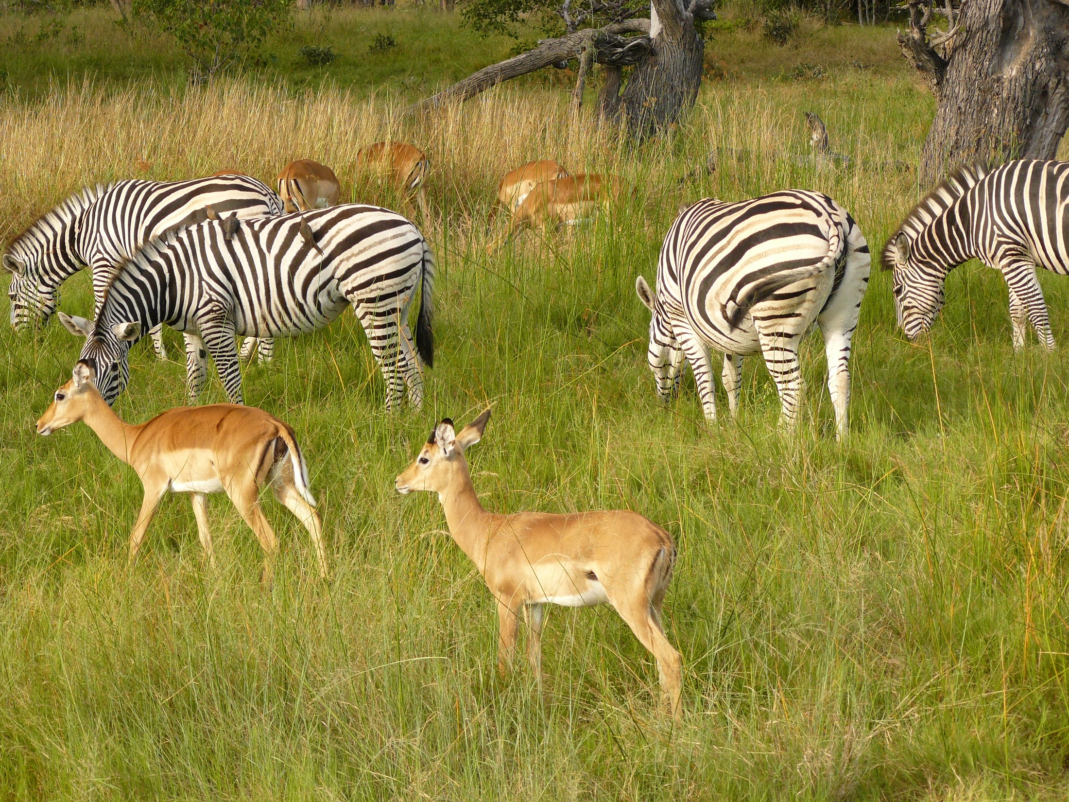 Zebras in Chobe National Park, Botswana | Chobe National Park in Botswana