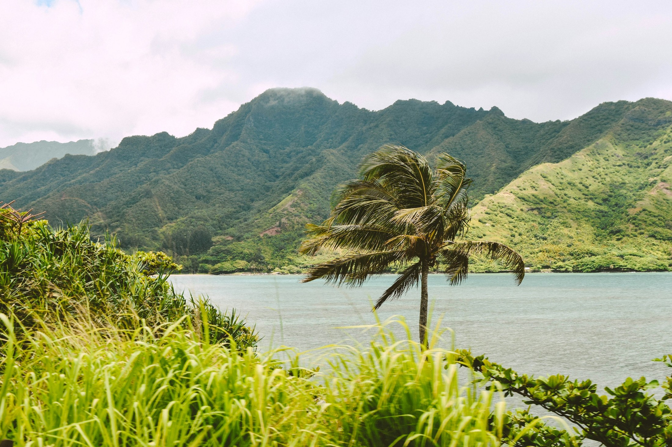 A lone palm tree shaken by the winds. A volcanic backdrop of Maui, Hawaii. | Maui in United States