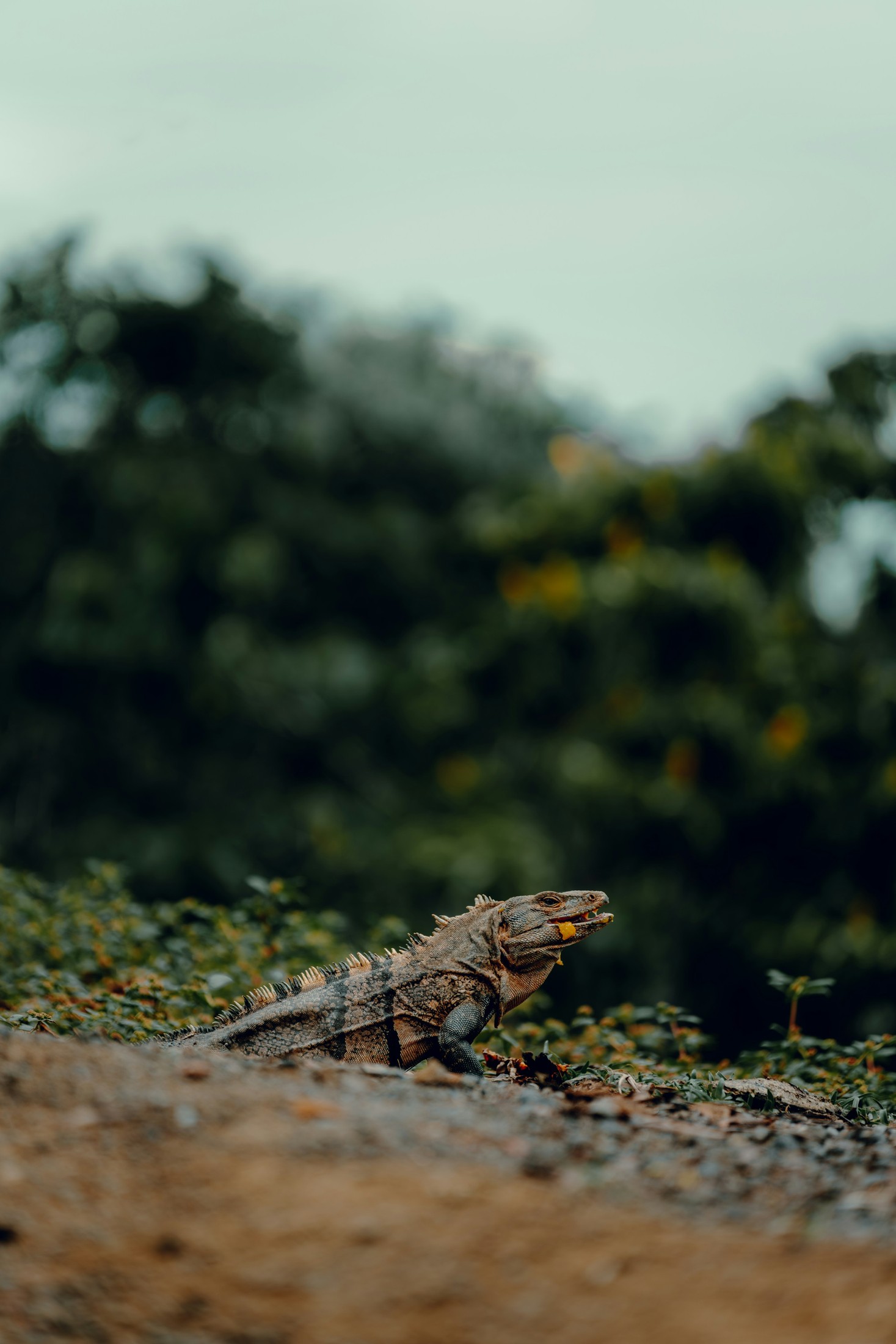 Iguana in Manuel Antonio | Manuel Antonio National Park in Costa Rica
