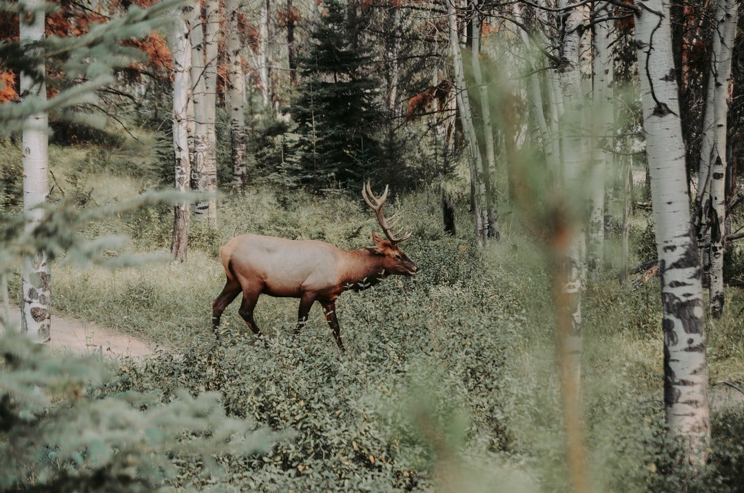 I was speeding through Jasper National Park in Alberta, Canada when all of a sudden I notice a large figure moving through the forestry to the right side of the road. I slow down and see that the elk seemed to be following me, so I parked the car on the shoulder of the road and got out to take his (or her) photo. I have several photos of this majestic animal, especially since it seemed to love posing for the camera. | Jasper National Park in Canada