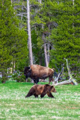 The bear and the Buffalo  | Yellowstone National Park in United States