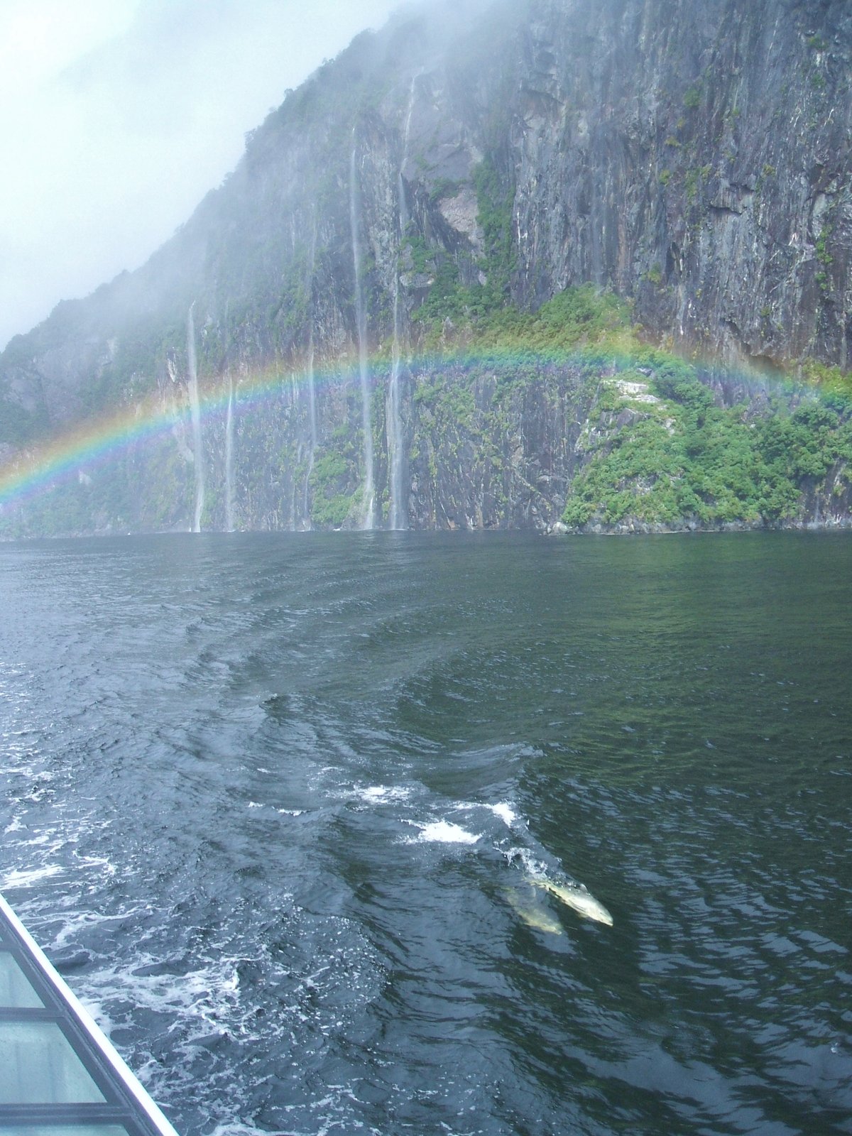 Dolphins follow a boat in Milford Sound, New Zealand. | Milford Sound in New Zealand
