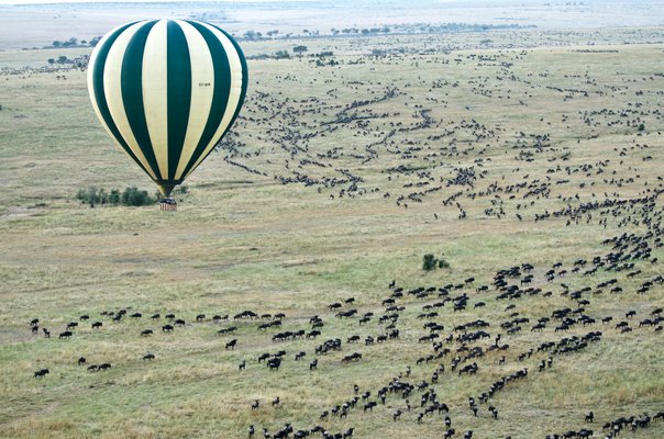 I took this photo from our hot air balloon of another hot air balloon flying over thousands of wildebeest over the Masai Mara in Kenya. | Maasai Mara National Reserve in Kenya