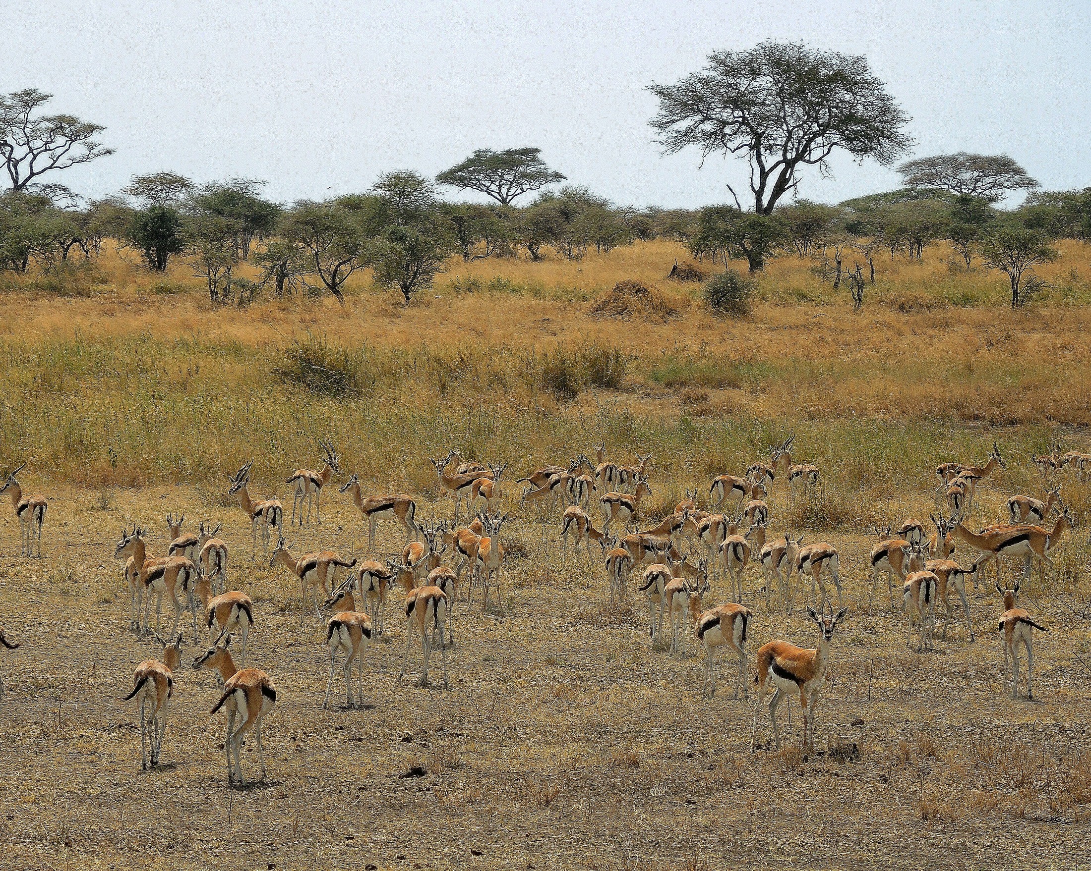 Tanzania (Serengeti National Park) Herd of Thomson's gazellas | Serengeti National Park in Tanzania