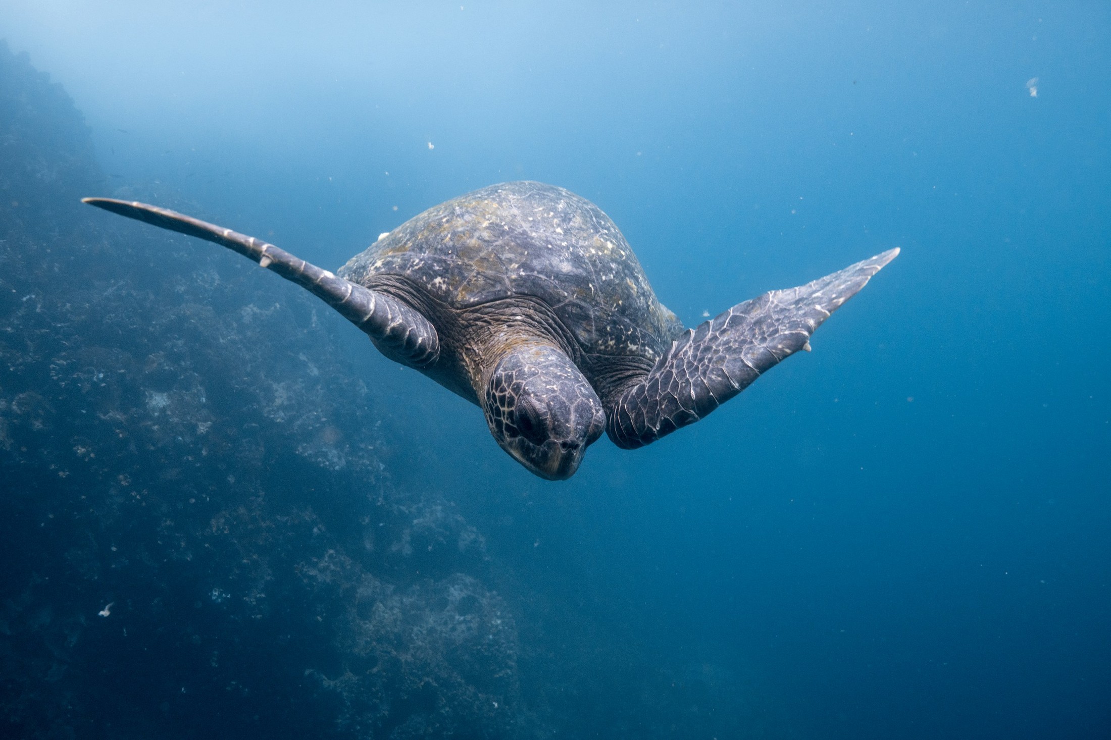 Taken from my trip to the Galapagos islands, this turtle swam right along me as we dove beside the reef. | Galapagos Islands in Ecuador