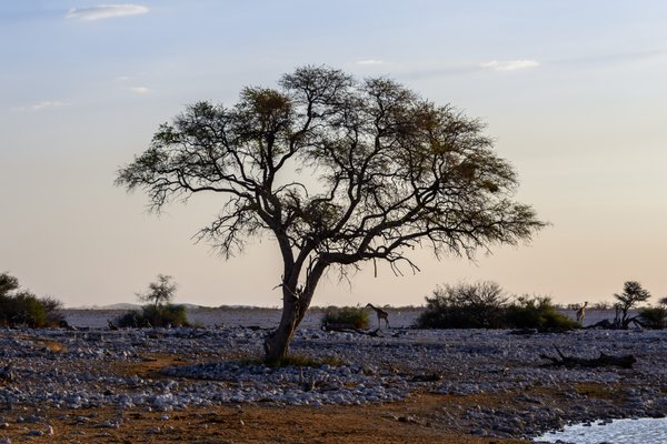 Etosha National Park, Namibia | Etosha National Park in Namibia