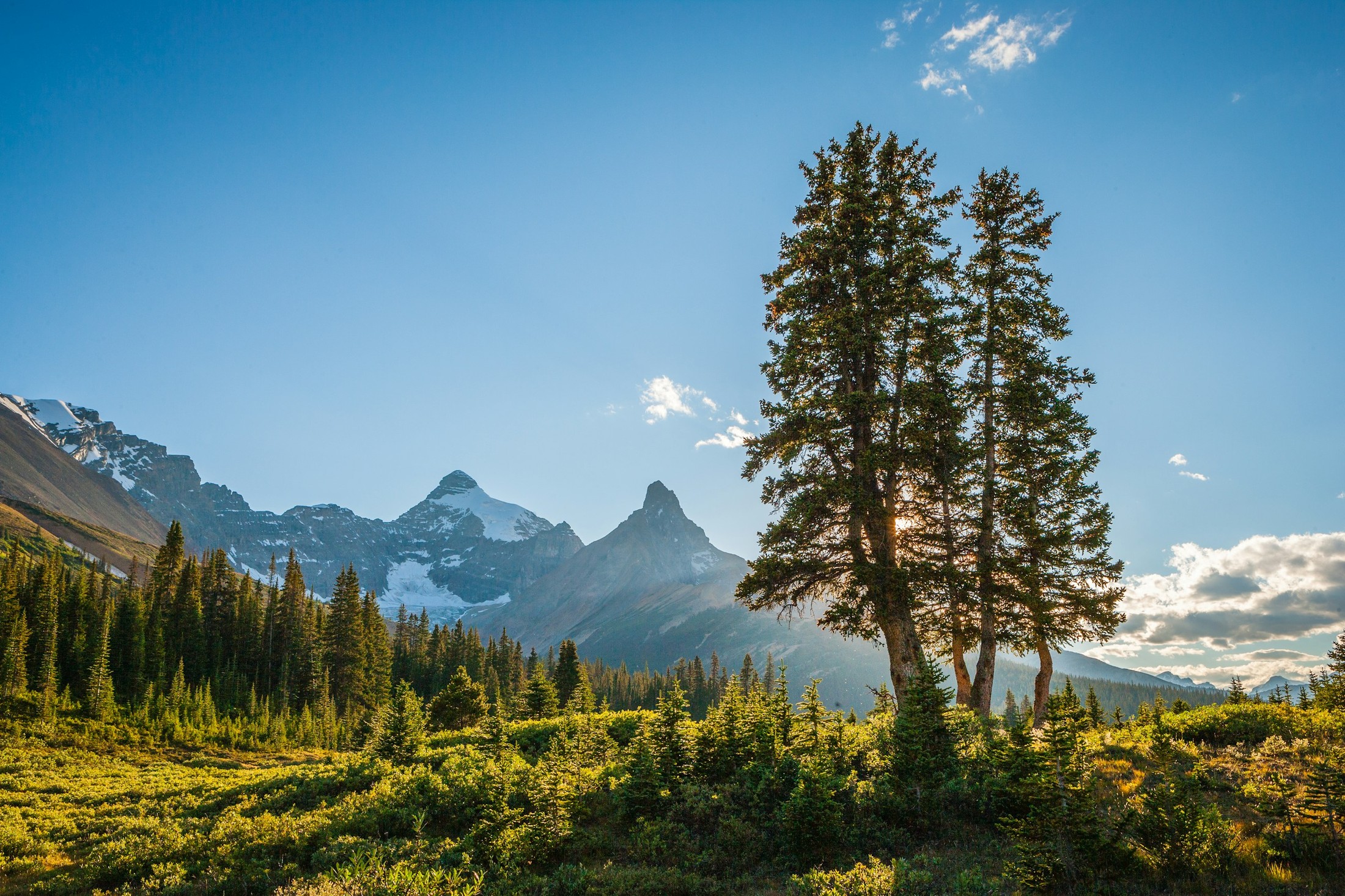 Landscape with coniferous trees and mountains in Jasper National Park in Canada | Jasper National Park in Canada