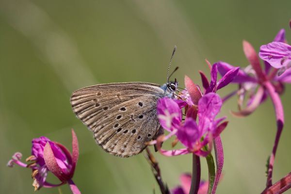 Glaucopsyche alcon | Plitvice Lakes National Park in Croatia