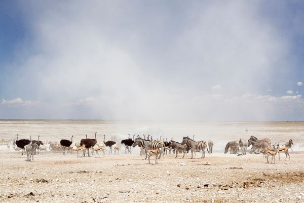 Dust cloud at the Nebrownii waterhole in Etosha National Park | Etosha National Park in Namibia