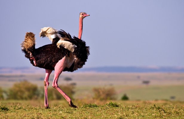 Male Ostrich display: "shaking a tail feather" to attract female attention. | Maasai Mara National Reserve in Kenya