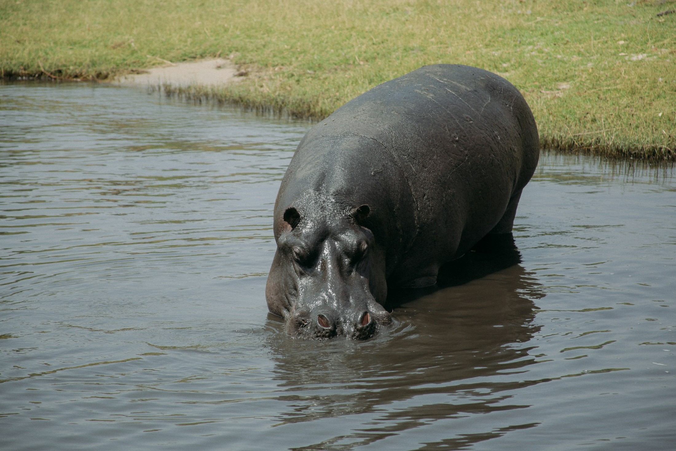 Image of Chobe National Park in Botswana
