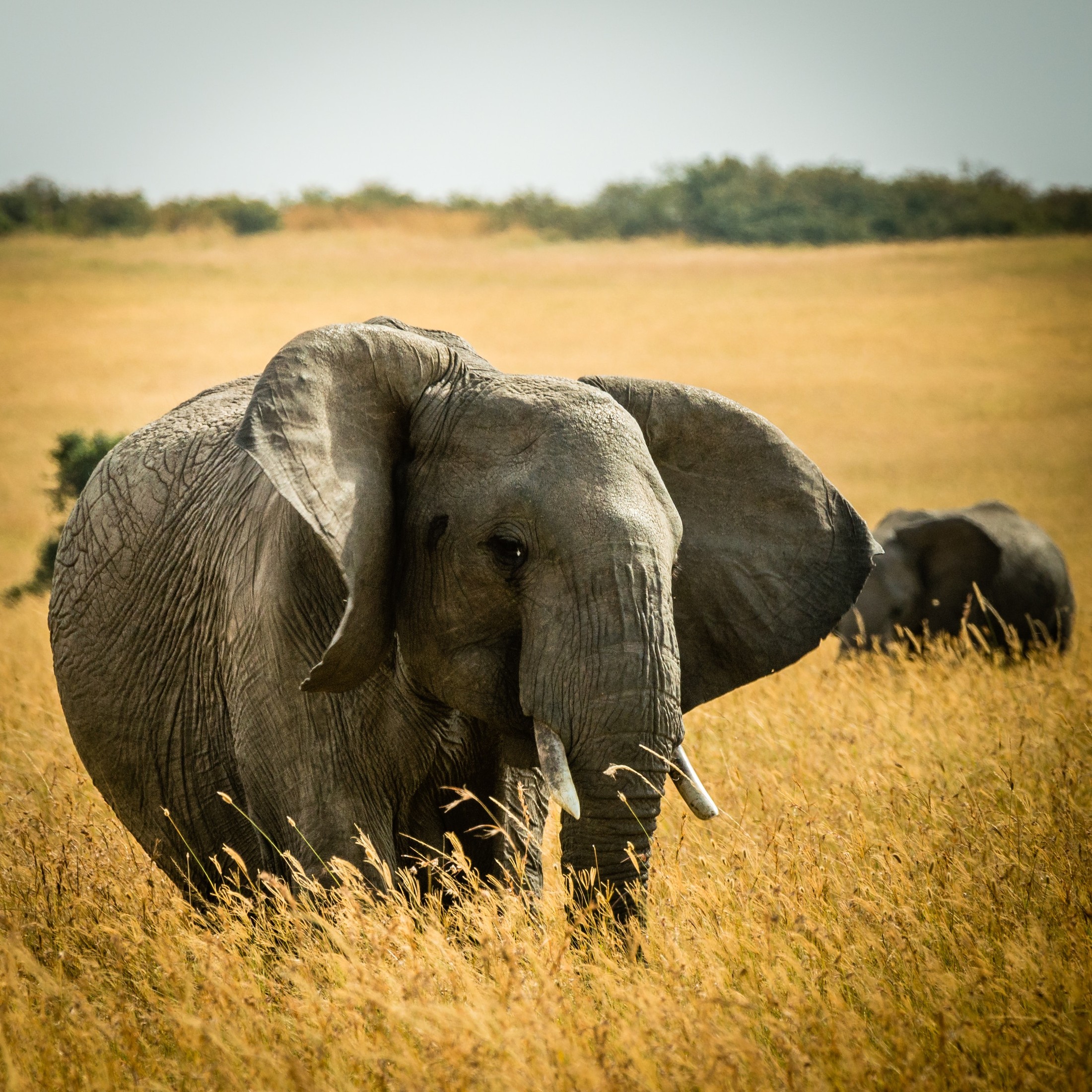 Elephant at Maasai Mara National Reserve in Kenya | Maasai Mara National Reserve in Kenya
