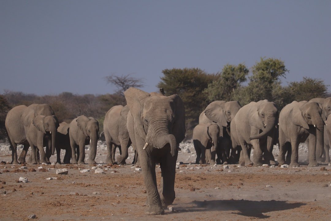 I really love this shot, that one elephant. And look right behind him, a small cute little elephant! | Etosha National Park in Namibia